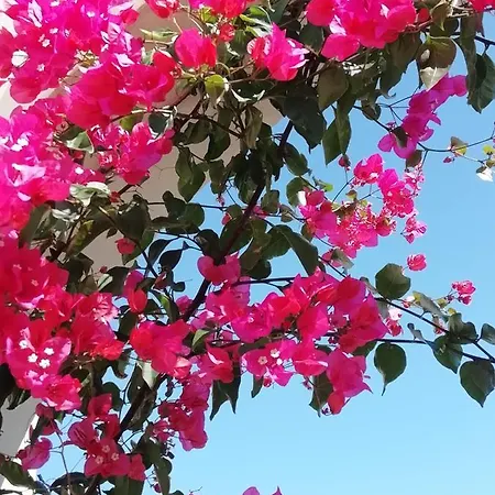 Apartment Bouganville *