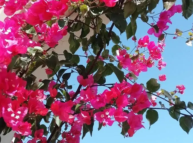 Lejlighed Bouganville *